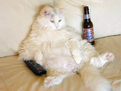 cat